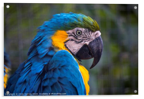 Macaw Parrot Acrylic by Chris Dorney