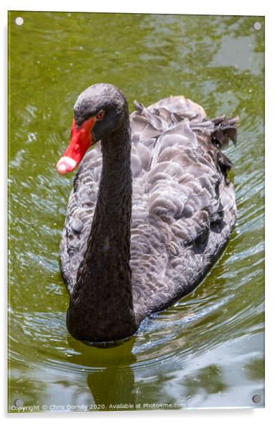 Black Swan Acrylic by Chris Dorney