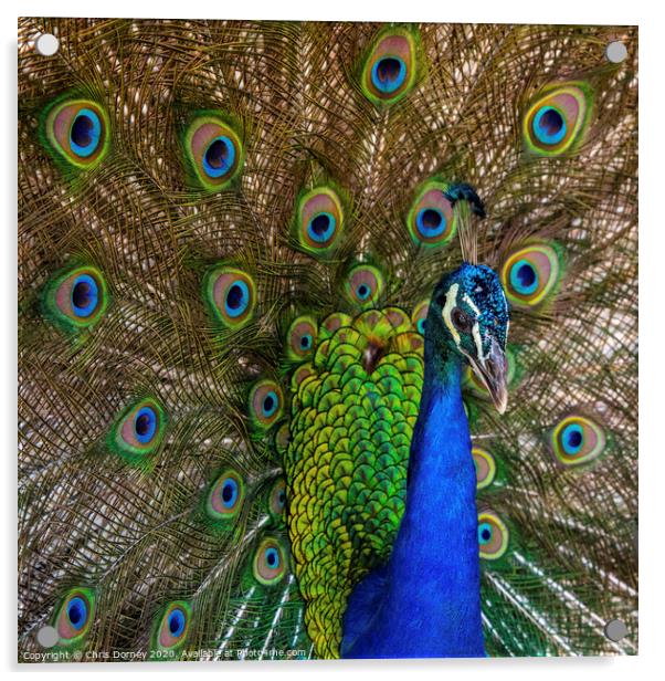 Peacock Acrylic by Chris Dorney