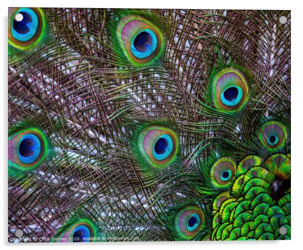 Peacock Feathers Acrylic by Chris Dorney