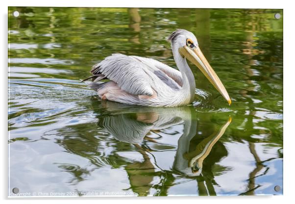 Great White Pelican Acrylic by Chris Dorney