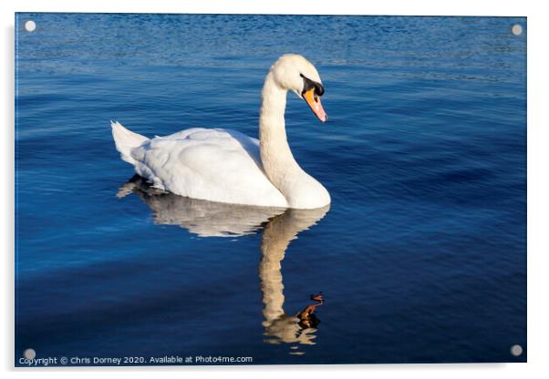 Swan on the Round Pond in Kensington Gardens Acrylic by Chris Dorney