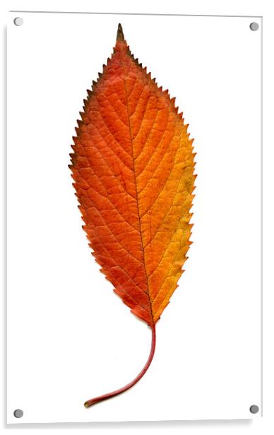 Elm Leaf with Autumnal Colours Acrylic by Chris Dorney