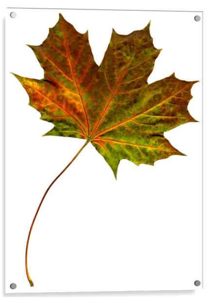 Autumn Maple Leaf Acrylic by Chris Dorney