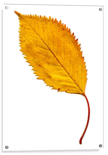 Elm Leaf with Autumnal Colours Acrylic by Chris Dorney