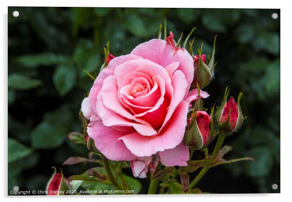 Pink Rose Acrylic by Chris Dorney