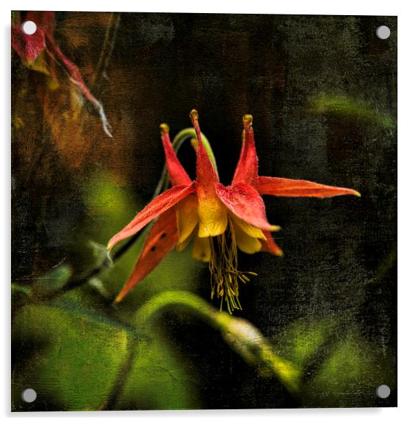 Columbine Acrylic by Fred Denner
