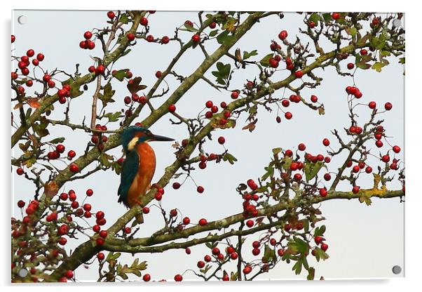 Kingfisher in Hawthorn tree............small sizes Acrylic by Linda Lyon