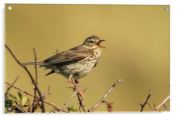 Meadow Pipit Acrylic by Linda Lyon