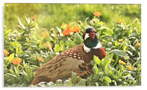 Pheasant and Marigolds Acrylic by Linda Lyon