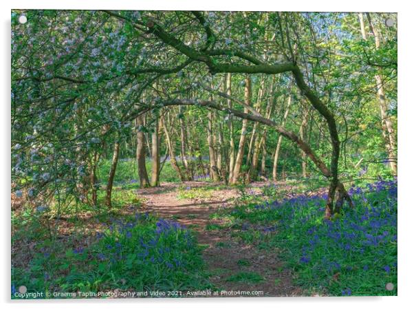 Bluebell woodland Norfolk Acrylic by Graeme Taplin Landscape Photography