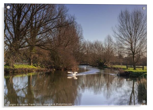 Swan on the River Stour Acrylic by Graeme Taplin Landscape Photography