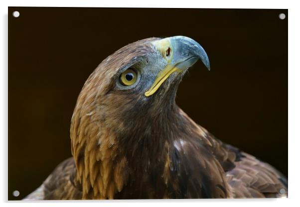 Tawny Eagle Acrylic by John Iddles
