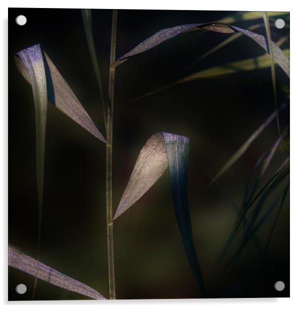 Dewdrops at Dawn Acrylic by John Iddles