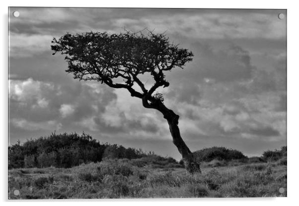 Windswept Hawthorn Acrylic by John Iddles