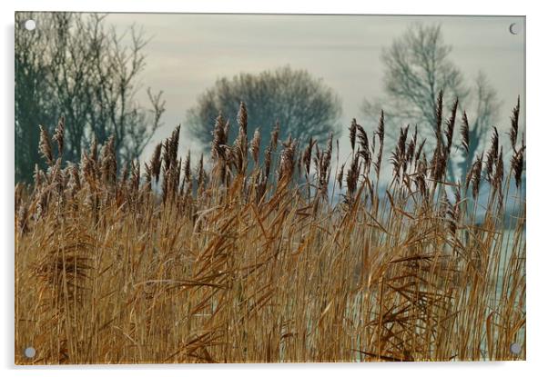 Frosty Reeds Acrylic by John Iddles