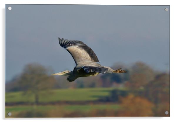 Heron in flight                                Acrylic by John Iddles
