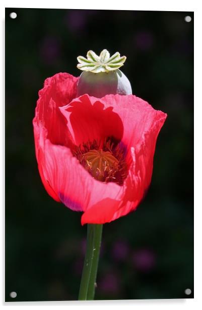 Red Poppy Acrylic by John Iddles