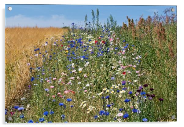 Sunny Wildflower Meadow Acrylic by John Iddles