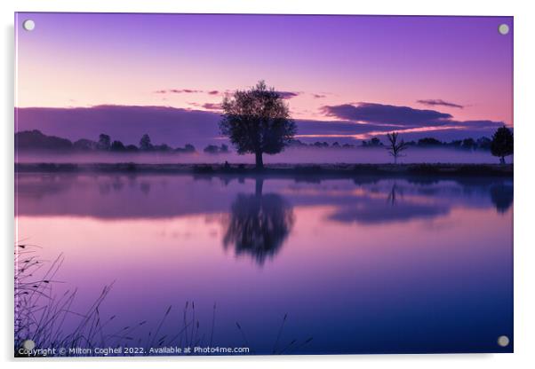Purple sunrise in Bushy Park Acrylic by Milton Cogheil