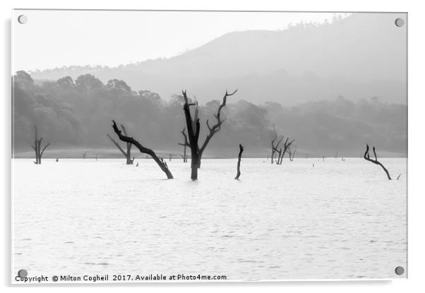 Thekkady Lake Acrylic by Milton Cogheil