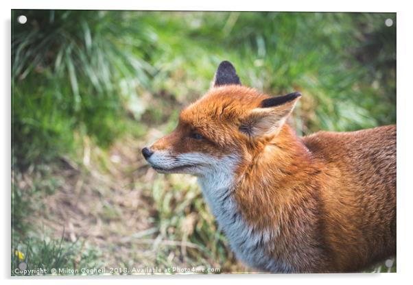 European Red Fox Acrylic by Milton Cogheil