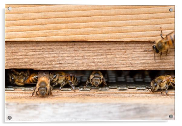 Western honey bees at the entrance of a wooden beehive Acrylic by Milton Cogheil