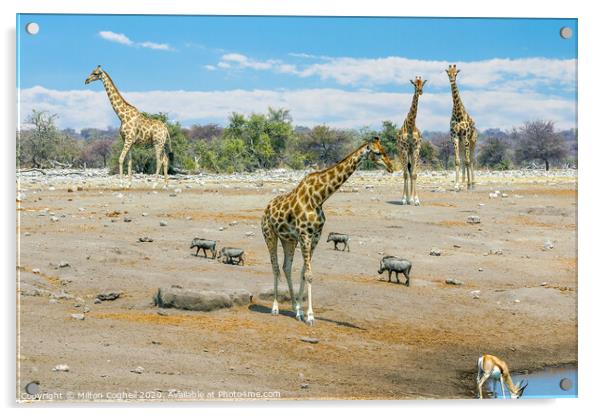 Giraffes near a water hole in Etosha National Park, Namibia Acrylic by Milton Cogheil