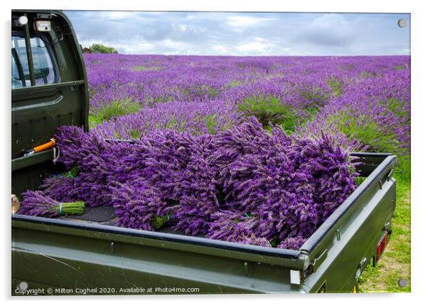 Mayfield Lavender Farm Acrylic by Milton Cogheil