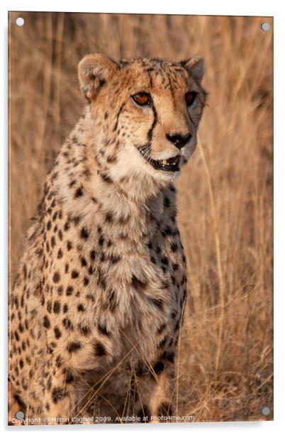 Cheetah in Namibia Acrylic by Milton Cogheil