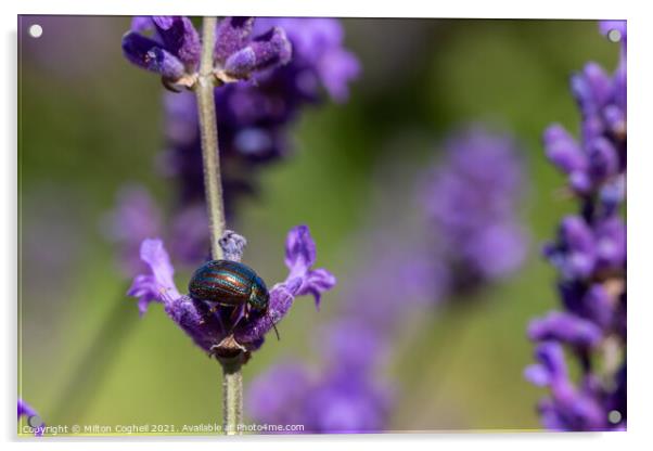 Rosemary Beetle on a lavender plant Acrylic by Milton Cogheil