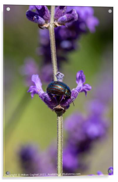 Close up of a Rosemary Beetle on a lavender plant Acrylic by Milton Cogheil