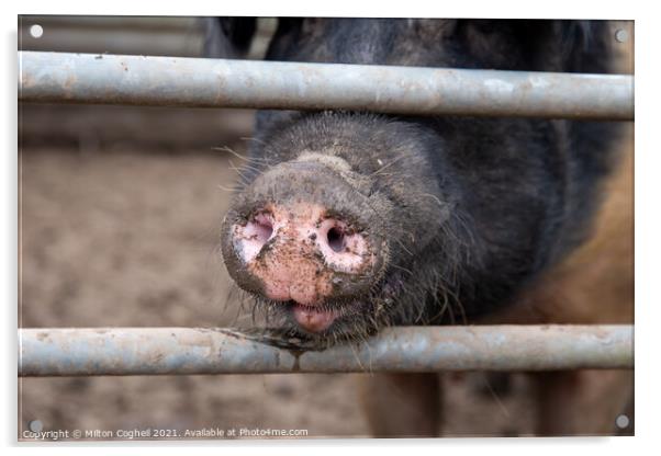 Saddleback pig snout Acrylic by Milton Cogheil