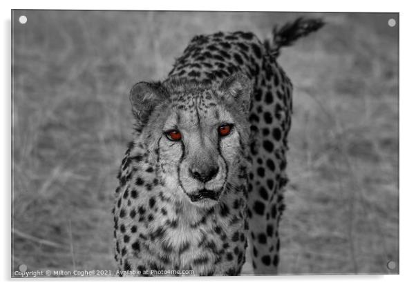 Portrait of a cheetah in Namibia - Colour pop Acrylic by Milton Cogheil
