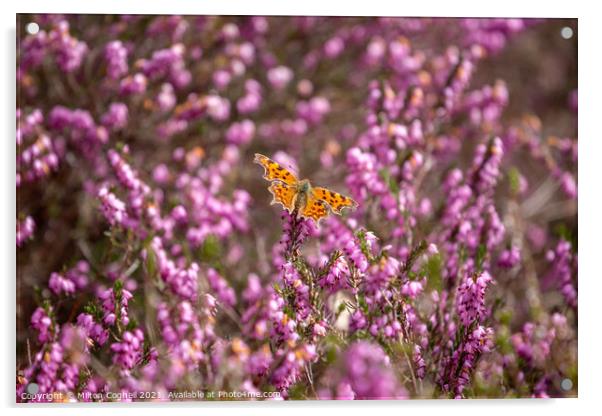 Comma Butterfly on heather Acrylic by Milton Cogheil