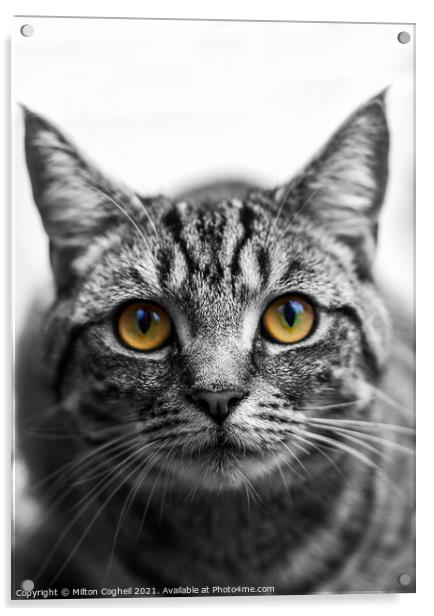 Portrait of a Tabby cat Acrylic by Milton Cogheil