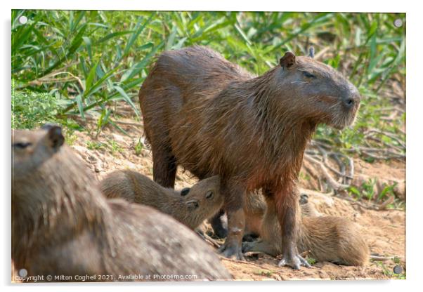 Capybaras in the Pantanal region of Brazil Acrylic by Milton Cogheil