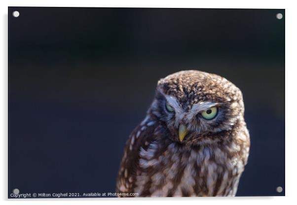 Little Owl Acrylic by Milton Cogheil