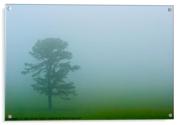 Tree in Fog, Shenandoah National Park Acrylic by John Chase