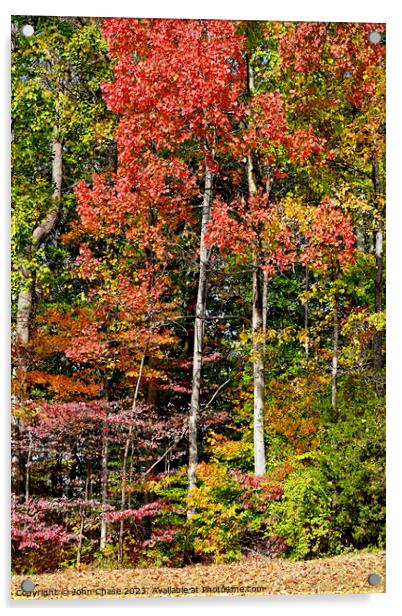 Autumnal Leaves Changing Acrylic by John Chase