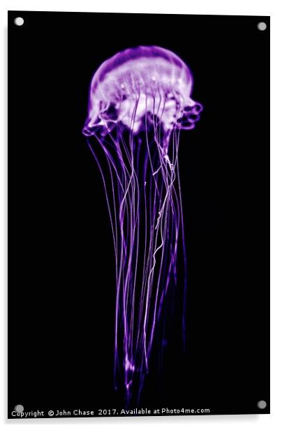 Purple Jellyfish Acrylic by John Chase