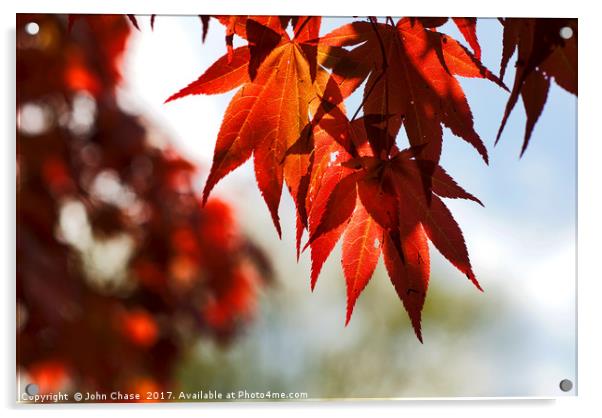  Japanese Maple Tree Leaves Acrylic by John Chase
