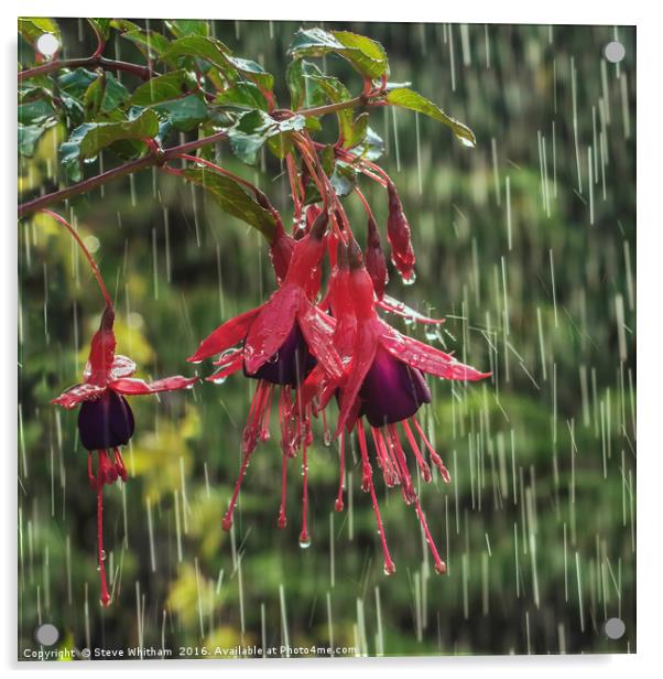 Fuchsia blooms in rain Acrylic by Steve Whitham