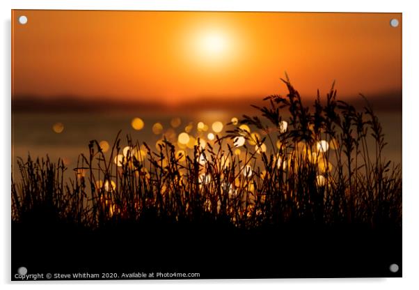 Soft light at sunset. Acrylic by Steve Whitham