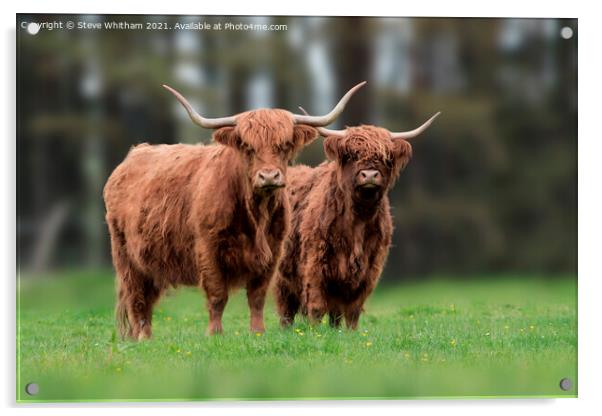Highland cattle Portrait. Acrylic by Steve Whitham
