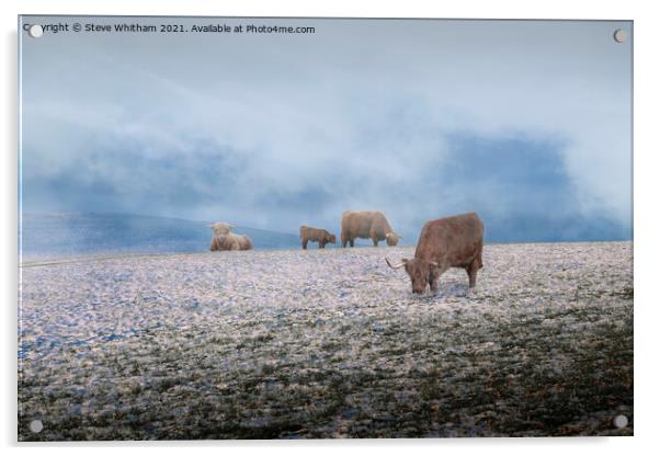 Cows in the Mist. Acrylic by Steve Whitham