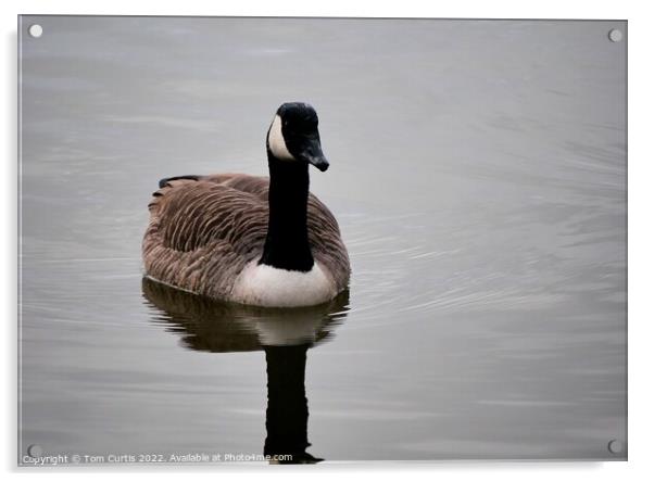 Canada Goose Acrylic by Tom Curtis