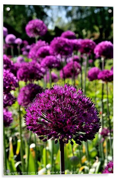 Allium Hollandicum Purple sensation Acrylic by Tom Curtis