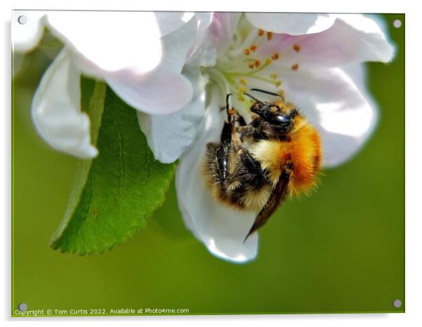 Carder Bee closeup Acrylic by Tom Curtis