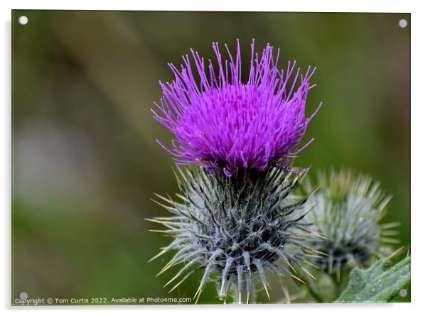 Scotch Thistle Acrylic by Tom Curtis